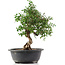 Cotoneaster horizontalis, 33 cm, ± 9 Jahre alt