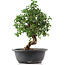 Cotoneaster horizontalis, 33 cm, ± 9 years old