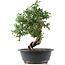 Cotoneaster horizontalis, 33 cm, ± 9 Jahre alt