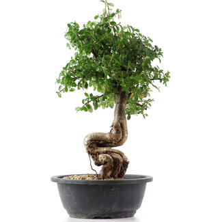 Cotoneaster horizontalis, 41 cm, ± 9 Jahre alt