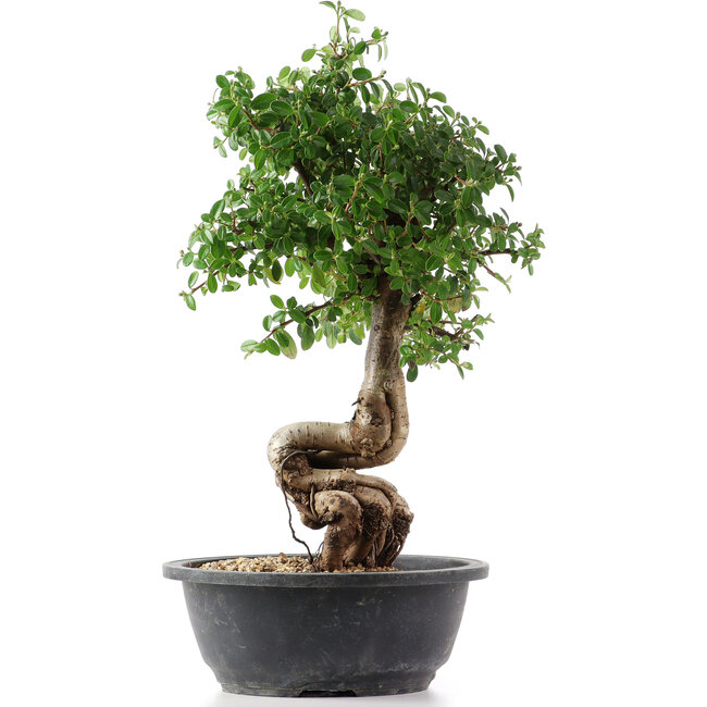 Cotoneaster horizontalis, 41 cm, ± 9 jaar oud