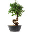 Cotoneaster horizontalis, 41 cm, ± 9 Jahre alt