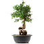 Cotoneaster horizontalis, 41 cm, ± 9 jaar oud