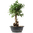 Cotoneaster horizontalis, 41 cm, ± 9 Jahre alt