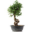 Cotoneaster horizontalis, 41 cm, ± 9 Jahre alt