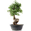 Cotoneaster horizontalis, 41 cm, ± 9 Jahre alt