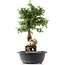 Cotoneaster horizontalis, 41 cm, ± 9 Jahre alt