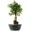 Cotoneaster horizontalis, 41 cm, ± 9 Jahre alt