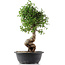 Cotoneaster horizontalis, 41 cm, ± 9 years old