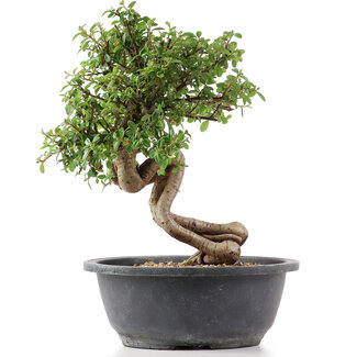 Cotoneaster horizontalis, 29 cm, ± 9 jaar oud