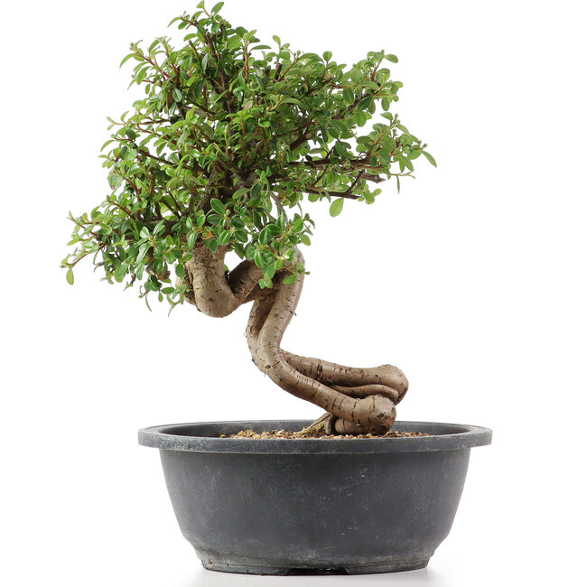 Cotoneaster horizontalis, 29 cm, ± 9 years old