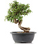 Cotoneaster horizontalis, 29 cm, ± 9 jaar oud