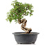 Cotoneaster horizontalis, 29 cm, ± 9 jaar oud