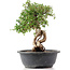 Cotoneaster horizontalis, 29 cm, ± 9 jaar oud