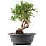 Cotoneaster horizontalis, 29 cm, ± 9 jaar oud