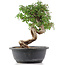 Cotoneaster horizontalis, 29 cm, ± 9 Jahre alt