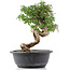 Cotoneaster horizontalis, 29 cm, ± 9 years old