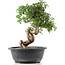 Cotoneaster horizontalis, 29 cm, ± 9 jaar oud