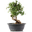 Cotoneaster horizontalis, 29 cm, ± 9 jaar oud