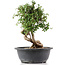 Cotoneaster horizontalis, 29 cm, ± 9 years old