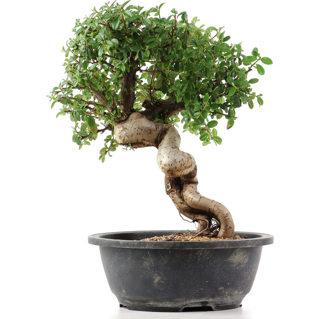 Cotoneaster horizontalis, 30 cm, ± 9 Jahre alt