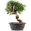 Cotoneaster horizontalis, 30 cm, ± 9 Jahre alt