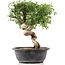 Cotoneaster horizontalis, 30 cm, ± 9 Jahre alt