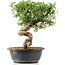 Cotoneaster horizontalis, 30 cm, ± 9 Jahre alt