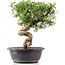 Cotoneaster horizontalis, 30 cm, ± 9 years old