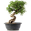 Cotoneaster horizontalis, 30 cm, ± 9 jaar oud