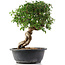 Cotoneaster horizontalis, 30 cm, ± 9 Jahre alt