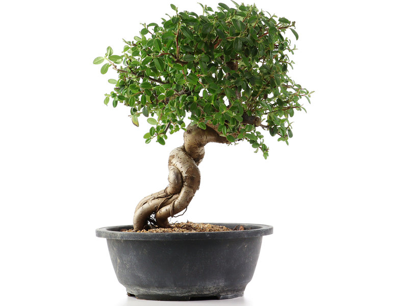 Cotoneaster horizontalis, 30 cm, ± 9 years old