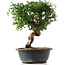 Cotoneaster horizontalis, 30 cm, ± 9 years old