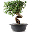 Cotoneaster horizontalis, 30 cm, ± 9 Jahre alt