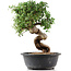 Cotoneaster horizontalis, 30 cm, ± 9 years old