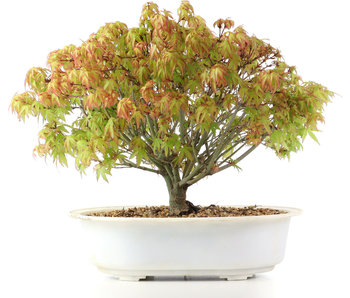 Acer palmatum Kiyohime, 24 cm, ± 10 Jahre alt