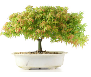 Acer palmatum Kiyohime, 23 cm, ± 10 Jahre alt