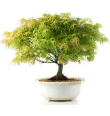 Acer palmatum Kiyohime, 25 cm, ± 10 years old