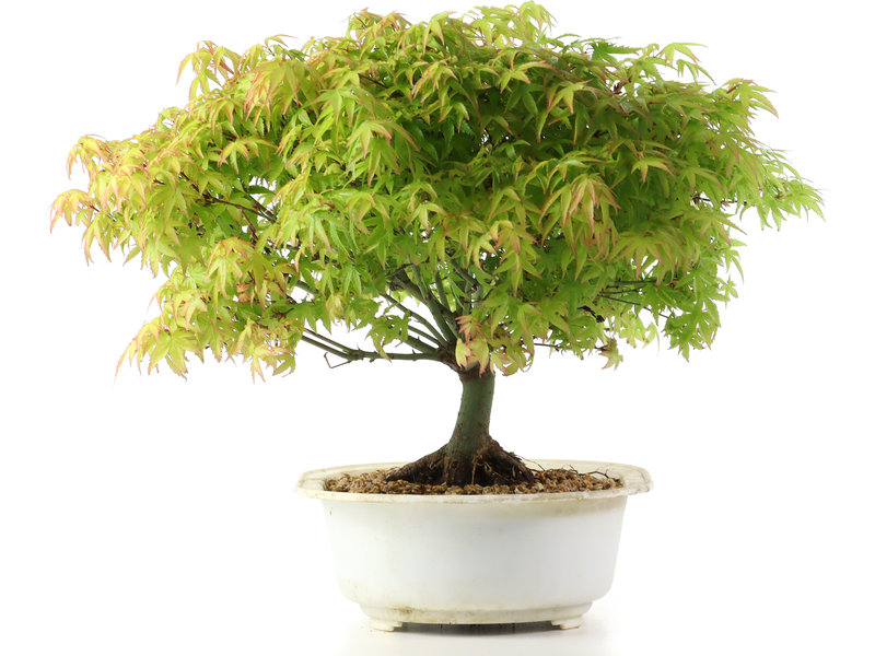 Acer palmatum Kiyohime, 25 cm, ± 10 years old