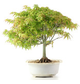 Acer palmatum Kiyohime, 29 cm, ± 10 years old