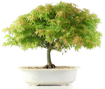 Acer palmatum Kiyohime, 27 cm, ± 10 Jahre alt