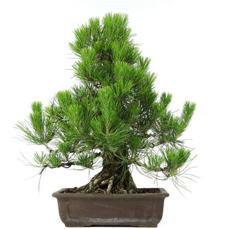 Pinus thunbergii, 51 cm, ± 20 Jahre alt