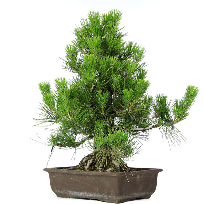 Pinus thunbergii, 51 cm, ± 20 años