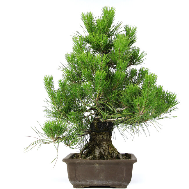 Pinus thunbergii, 51 cm, ± 20 years old