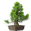 Pinus thunbergii, 51 cm, ± 20 anni