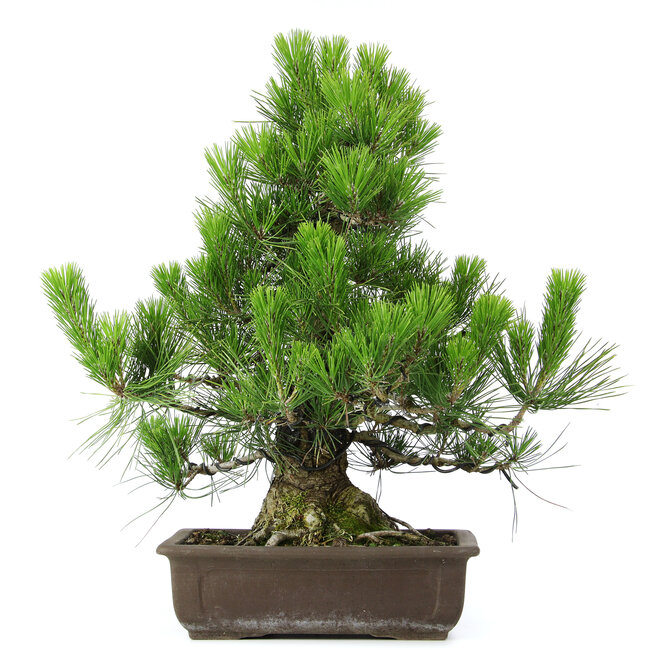Pinus thunbergii, 51 cm, ± 20 Jahre alt
