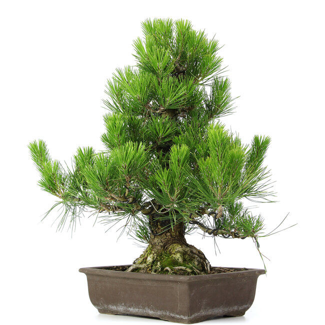 Pinus thunbergii, 51 cm, ± 20 ans
