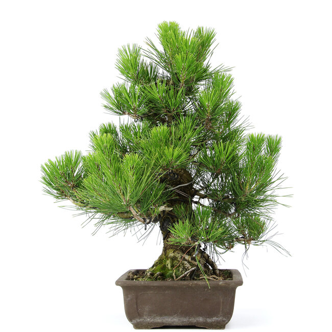 Pinus thunbergii, 51 cm, ± 20 años