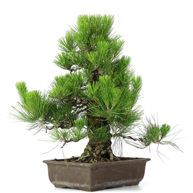 Pinus thunbergii, 51 cm, ± 20 ans