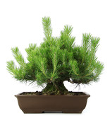 Pinus thunbergii, 45 cm, ± 20 jaar oud